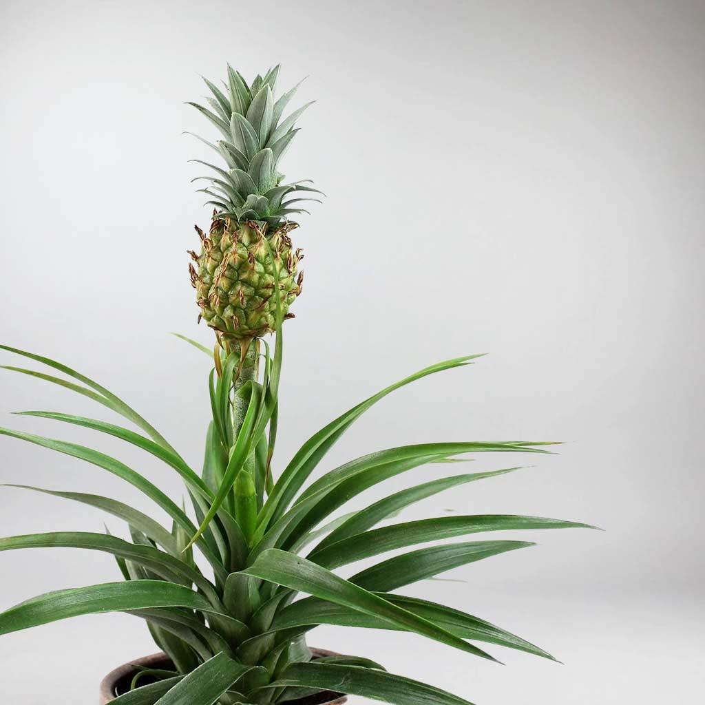 pineapple plant helps snoring Pineapple Plant