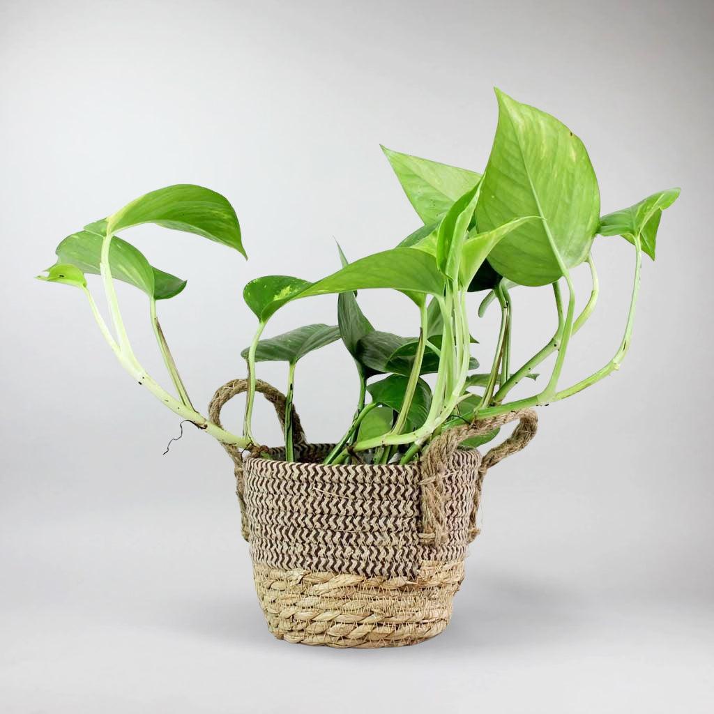 pothos plant trailing Golden Pothos (Epipremnum Aureum) – Easy-Care Air-Purifying Plant – Bloombox Club