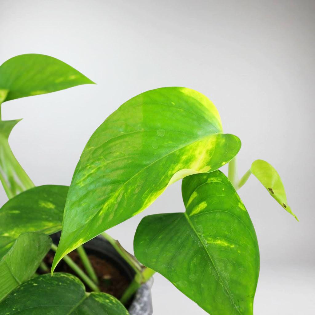 pothos pyramid Golden Pothos (Epipremnum Aureum) – Easy-Care Air-Purifying Plant – Bloombox Club