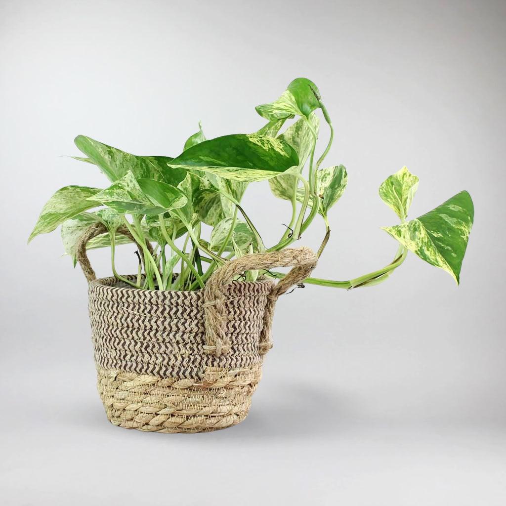 marble queen pothos botanical name Marble Queen Pothos (Epipremnum aureum) – Elegant Air-Purifying Plant – Bloombox Club