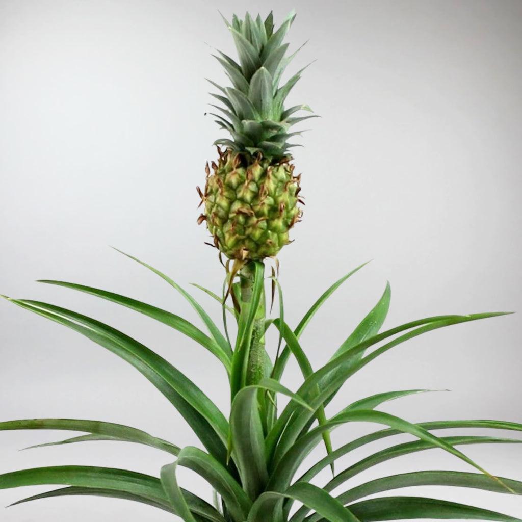 buy pineapple plant online Pineapple Plant with Pink ELHO Vibes Pot