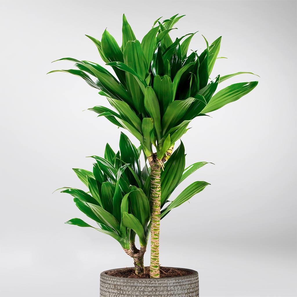 Dracaena Fragrans: Adaptable, Air-purifying Plant For Small Spaces 