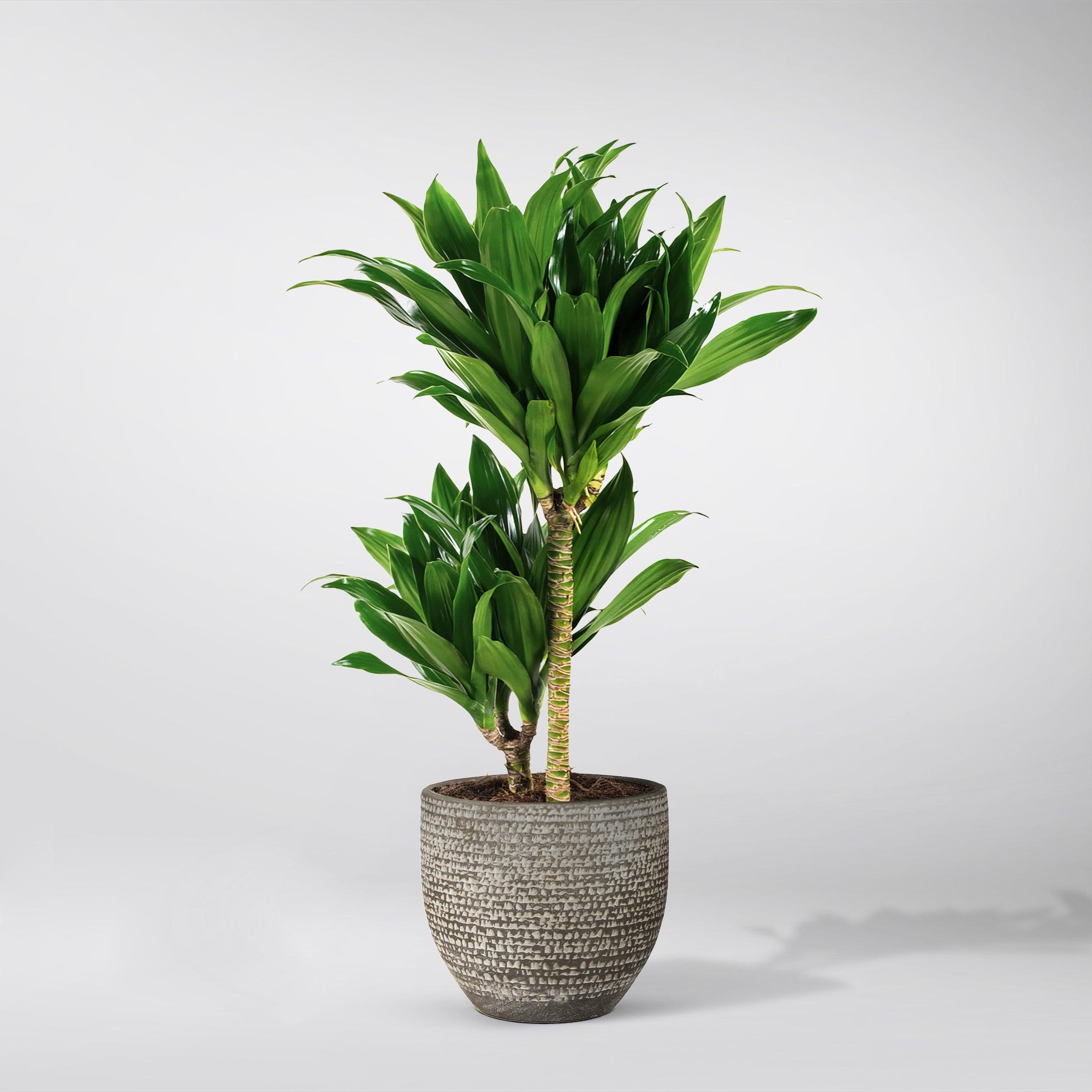 dracaena janet craig safe for cats Janet Craig Compacta – Air-Purifying Dracaena for Small Spaces – Bloombox Club