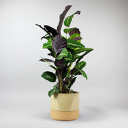plant and pot set - Calathea Maui Queen in earthy  Clay planter 