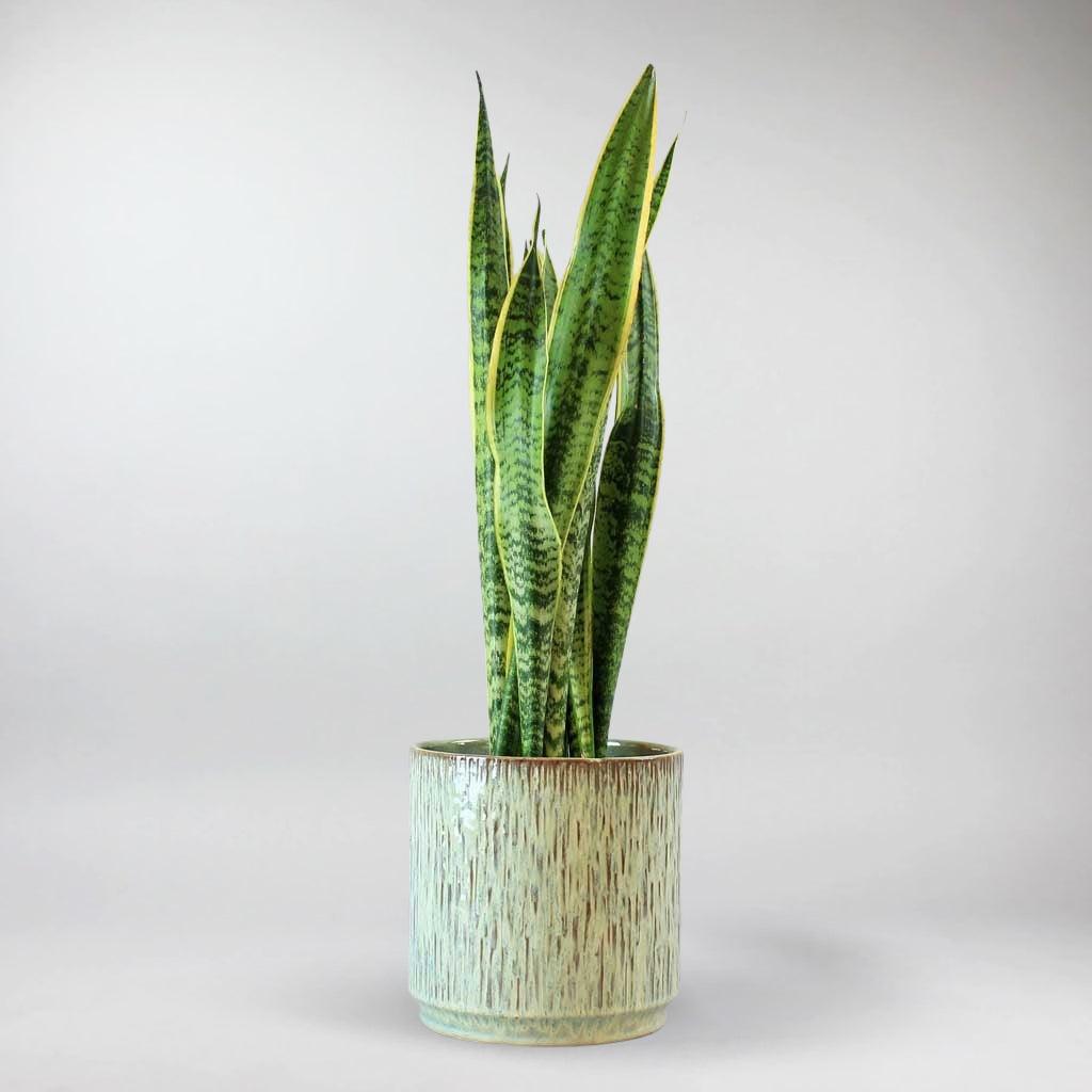 Sansevieria trifasciata or Snake plant in pot at home Stock Photo Sansevieria trifasciata or Snake plant in pot at home Stock Photo