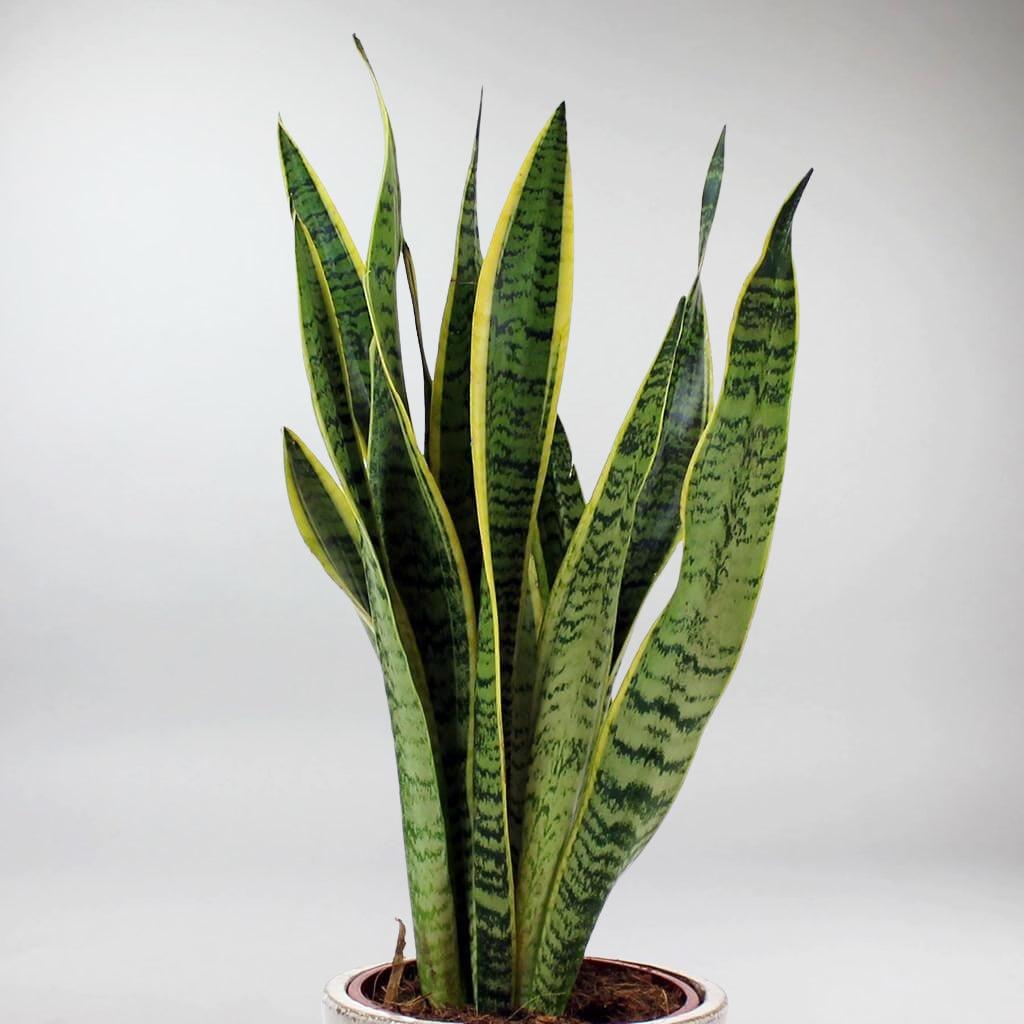 sansevieria humbertiana Sansevieria Laurentii Snake Plant – Easy Air Purifying Indoor Plant – Bloombox Club