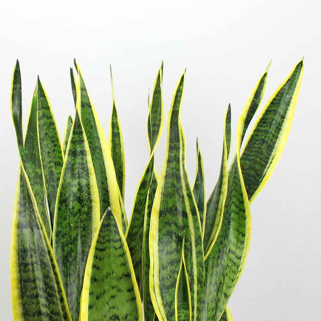 sansevieria porte-bonheur Sansevieria Laurentii & Bengal Basket: Hardy Indoor Plant & Air Purifier – Bloombox Club