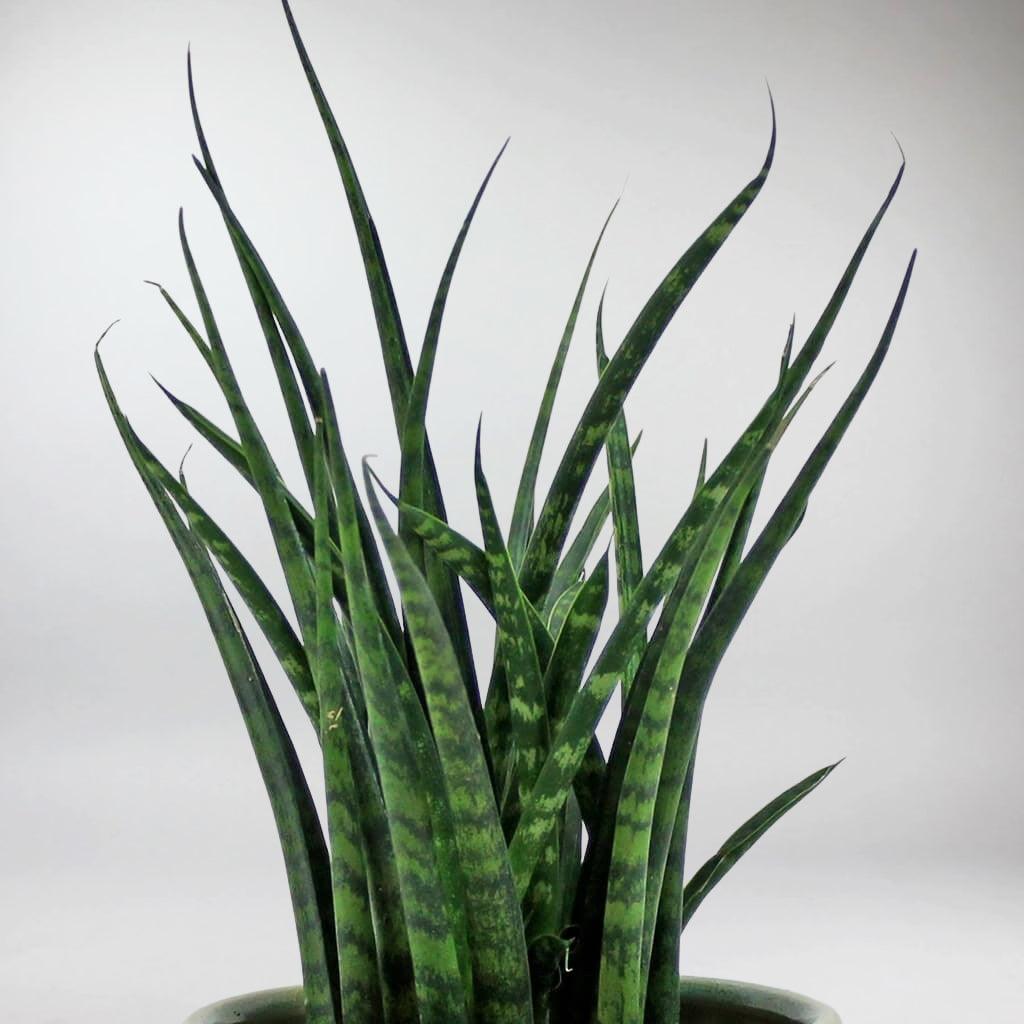 tiny snake plant Rare Mikado Snake Plant: Exotic Succulent for Dry Climates – Bloombox Club