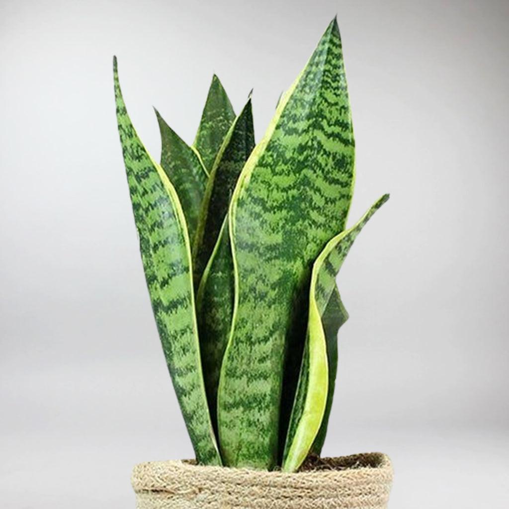 sansevieria fenomenal Mother-in-Law's Tongue: Architectural, Tough, and Vibrant! – Bloombox Club
