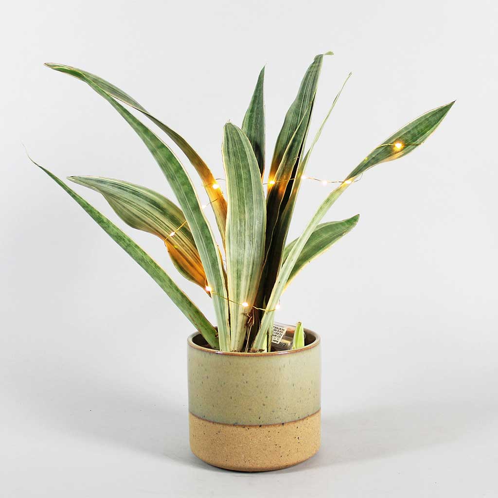 sansevieria metallica for sale Rare Snake Plant 'Metallica' – Silver-Toned Sansevieria Beauty – Bloombox Club