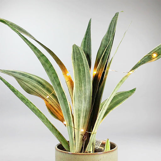 sansevieria aubrytiana variegated Rare Snake Plant 'Metallica' – Silver-Toned Sansevieria Beauty – Bloombox Club