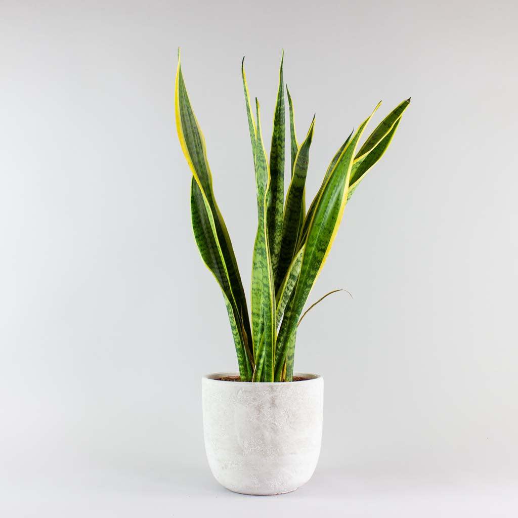 Snake Plant Laurentii & Jimmy Pot Combo: Stylish Décor Solution ...