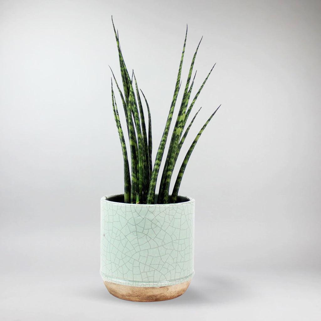 amuseable snake plant Rare Mikado Snake Plant: Exotic Succulent for Dry Climates – Bloombox Club