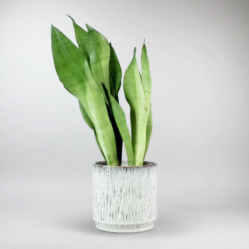 moonshine snake plant scientific name Moonshine Snake Plant: Elegant Air-Purifier for Stylish Spaces – Bloombox Club