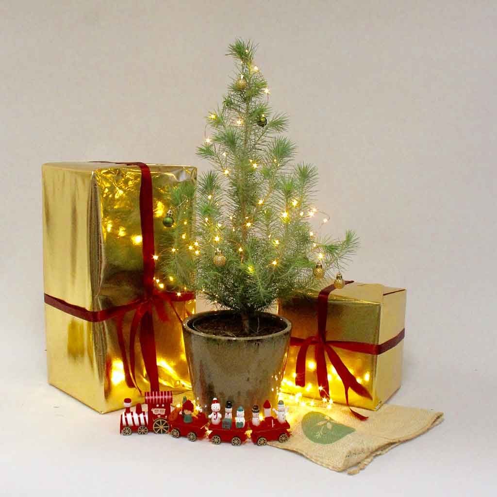 Silver Crest | Pinus pinea 'Silver Crest'