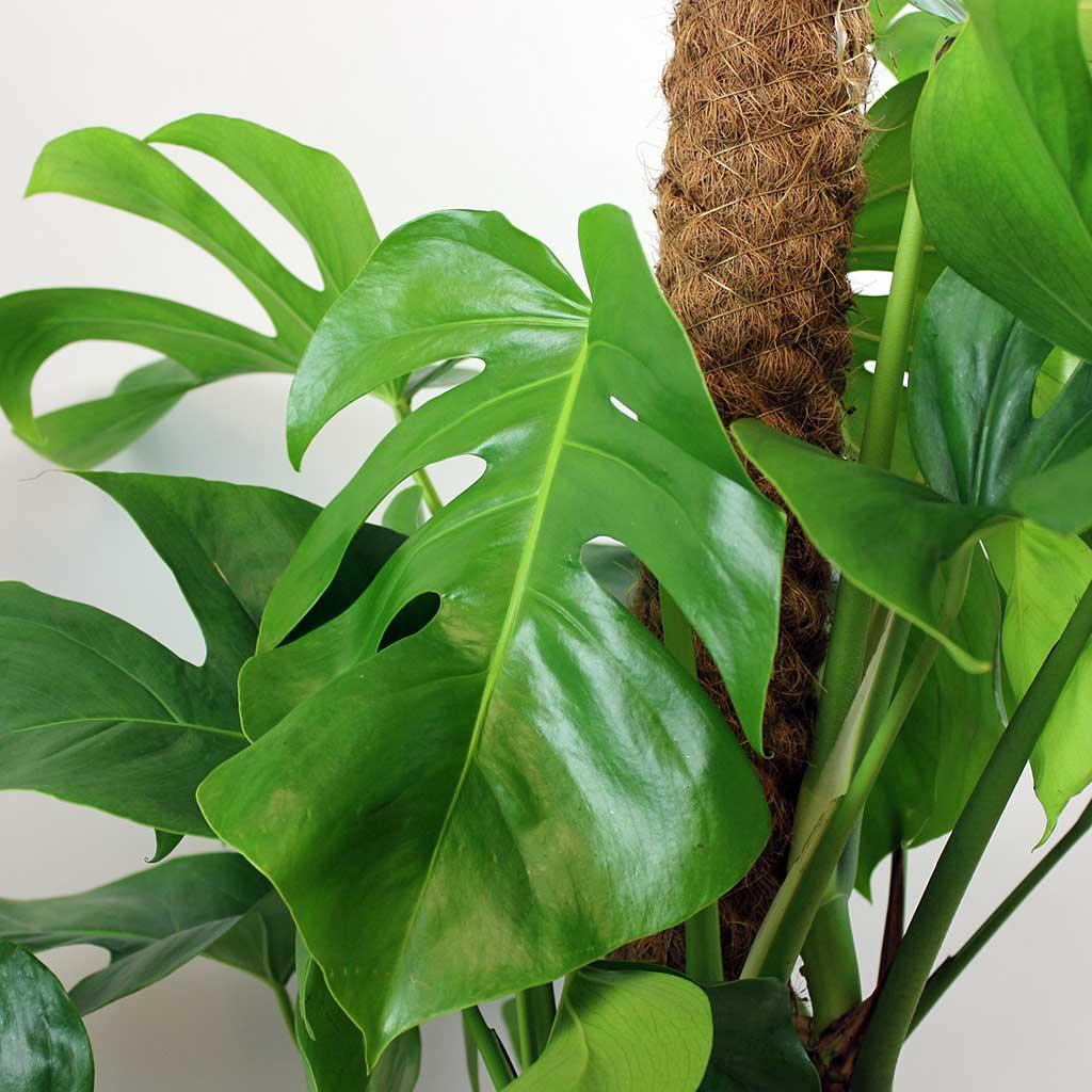 swiss cheese plant air purifying Swiss Cheese Plant & Weave Basket: Air Purifying Plant Combo – Bloombox Club