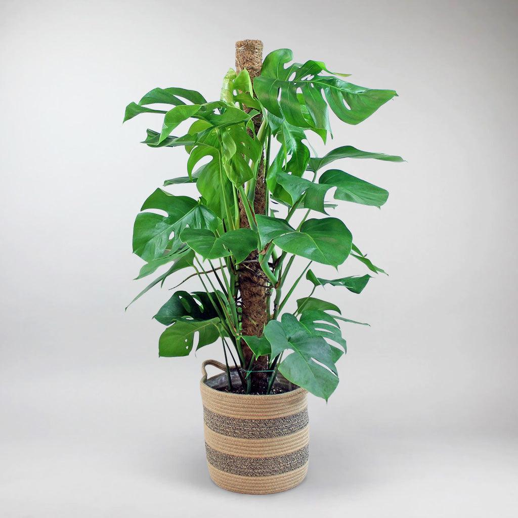 monstera plant in basket Swiss Cheese Plant & Weave Basket: Air Purifying Plant Combo – Bloombox Club