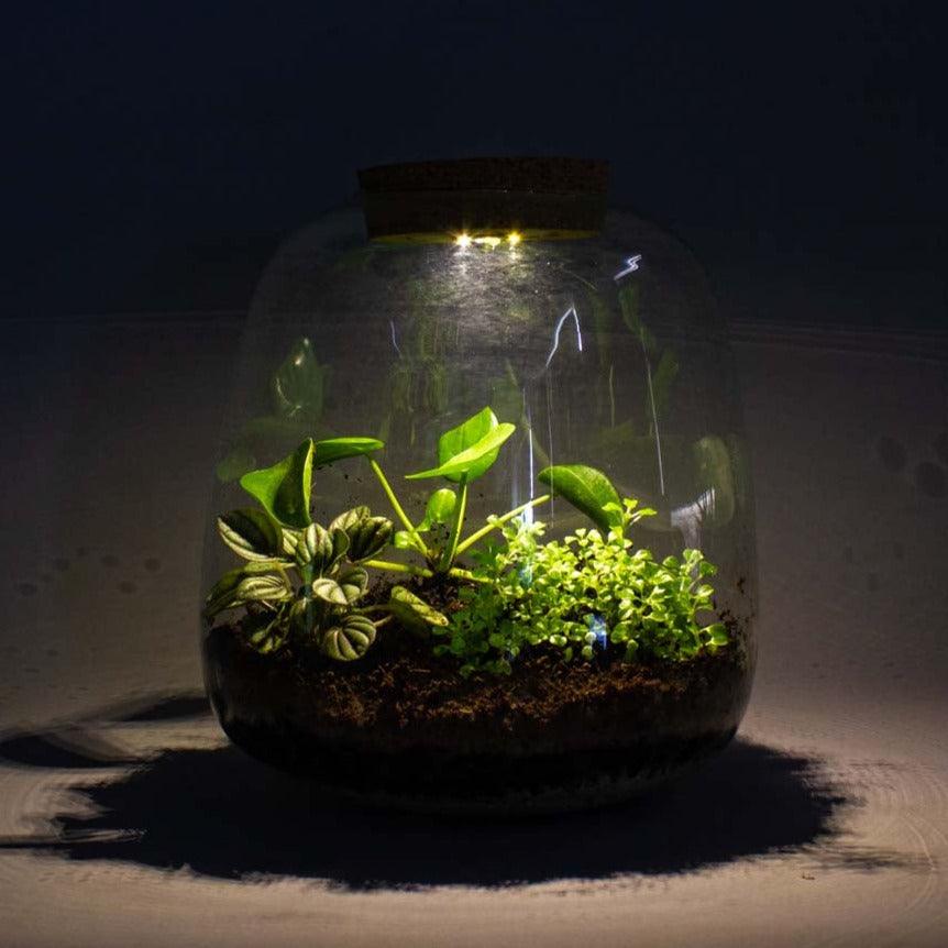 Jungle Plant Terrarium DIY Kit Build Your Own Miniature Jungles Bloombox Club
