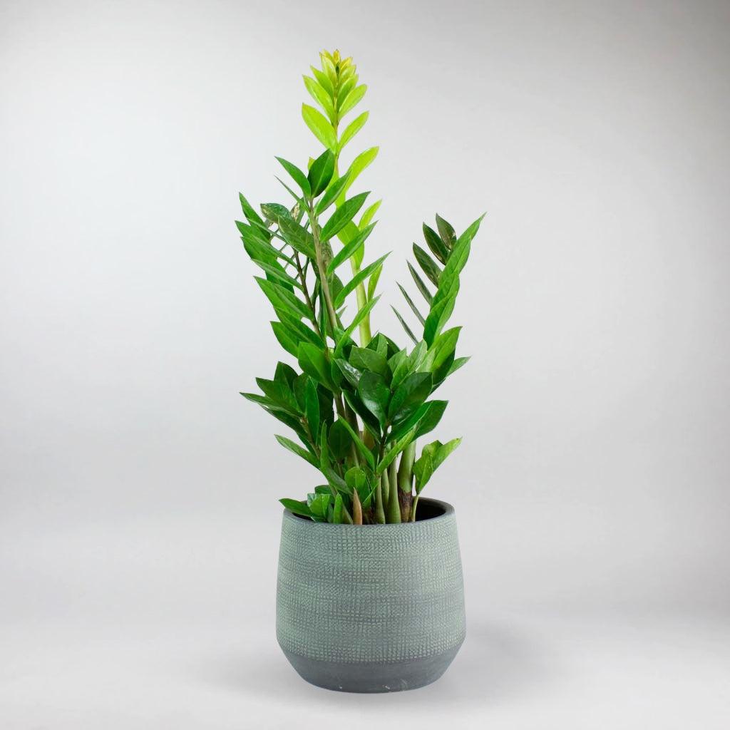 ZZ Plant: Uniquely Beautiful & Easy-to-Care Houseplant – Bloombox Club