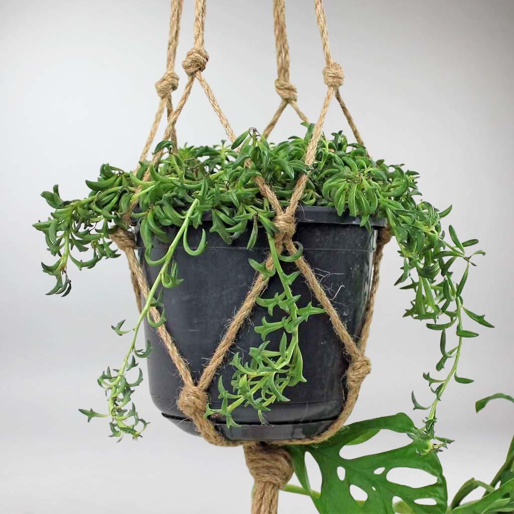 dolphin succulent planter String of Dolphins