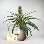 Set: Pineapple Plant, Glazed Pot, Fairy Lights and Gift Voucher | Gift for Plant Lovers