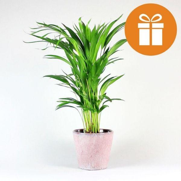 Plant Subscription Box Gift Card - monthly plants