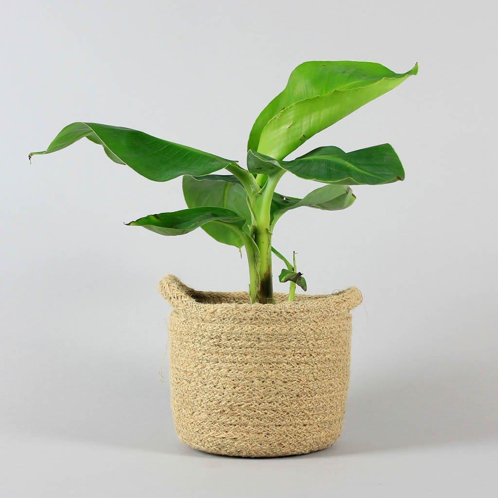 mini banana succulent Banana Plant Dwarf Cavendish – Tropical Indoor Musa acuminata – Bloombox Club