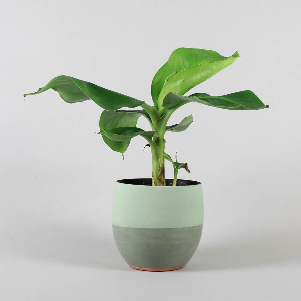 banana plant indoor uk Banana Plant Dwarf Cavendish – Tropical Indoor Musa acuminata – Bloombox Club