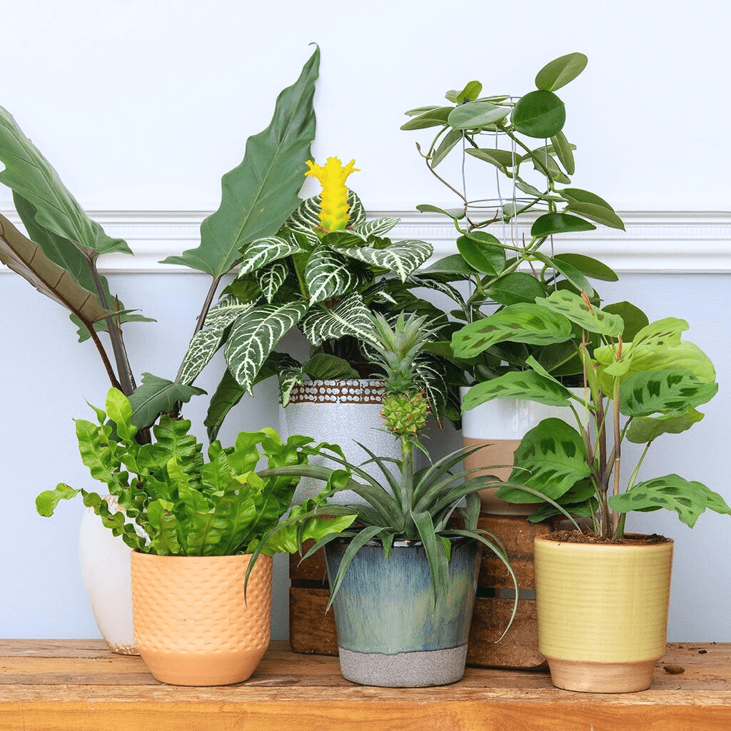 pineapple fern plant Bird's Nest Fern – Vibrant, Air-Purifying, and Pet-Friendly Plant – Bloombox Club