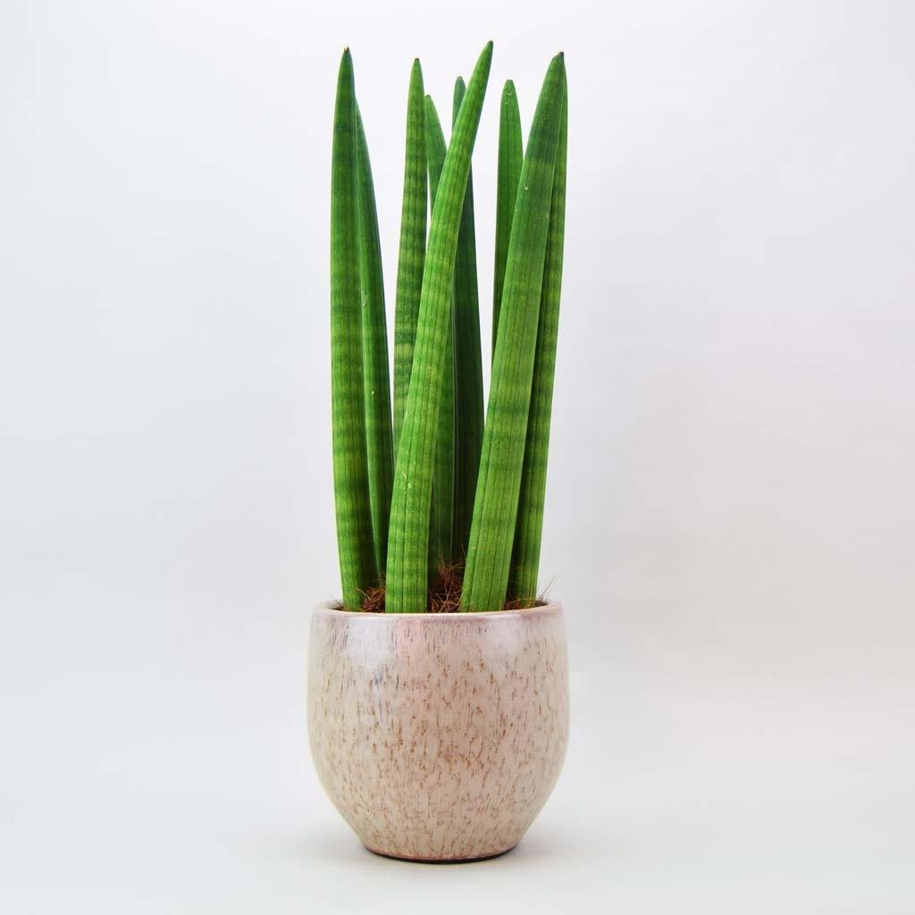 sansevieria cylindrica benefits Cylindrical Snake Plant