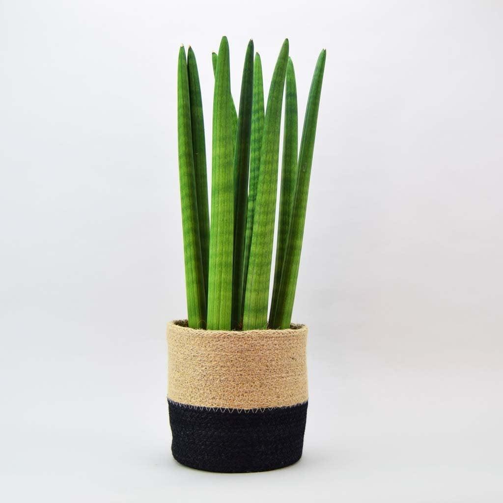 cylindrica sphere snake plant Cylindrical Snake Plant