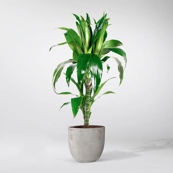 dracaena fragrans clean air Dracaena Janet Craig: Low-Maintenance Tropical Plant for Your Home – Bloombox Club