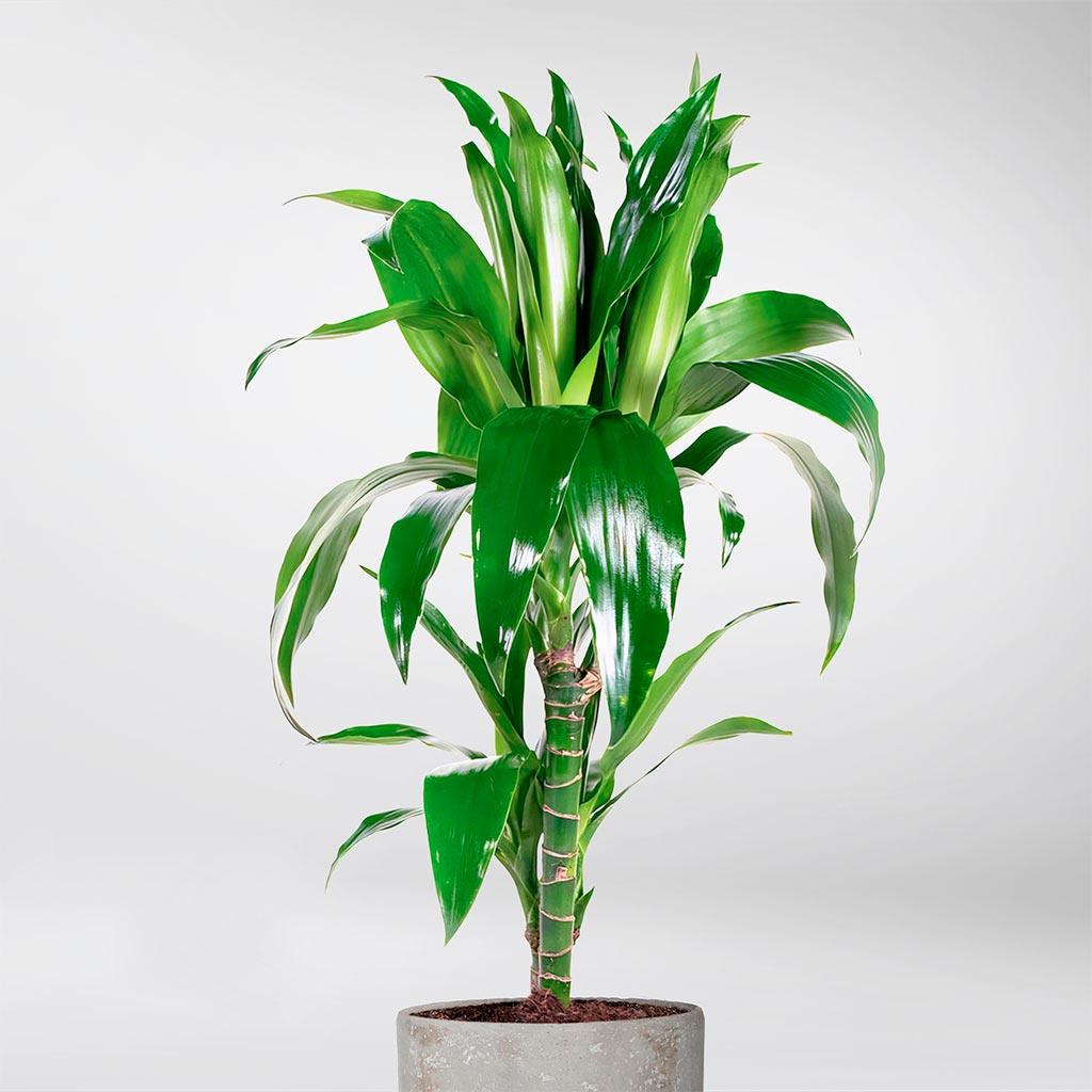 dracaena janet craig toxic Dracaena Janet Craig: Low-Maintenance Tropical Plant for Your Home – Bloombox Club