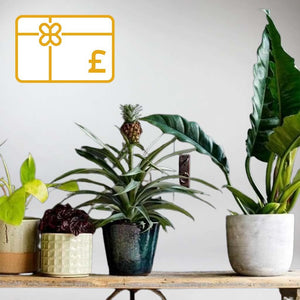 Gift Vouchers for Plants - The Perfect gift for Plant Lovers