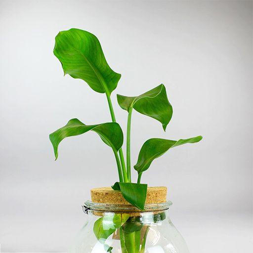 hydroponic tropical plants Hydroponic Bird of Paradise: Mess-Free Indoor Tropical Plant – Bloombox Club