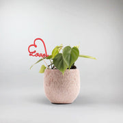 Sweetheart Philodendron Plant Set - Heart-Shaped leaves and  glazed Pot