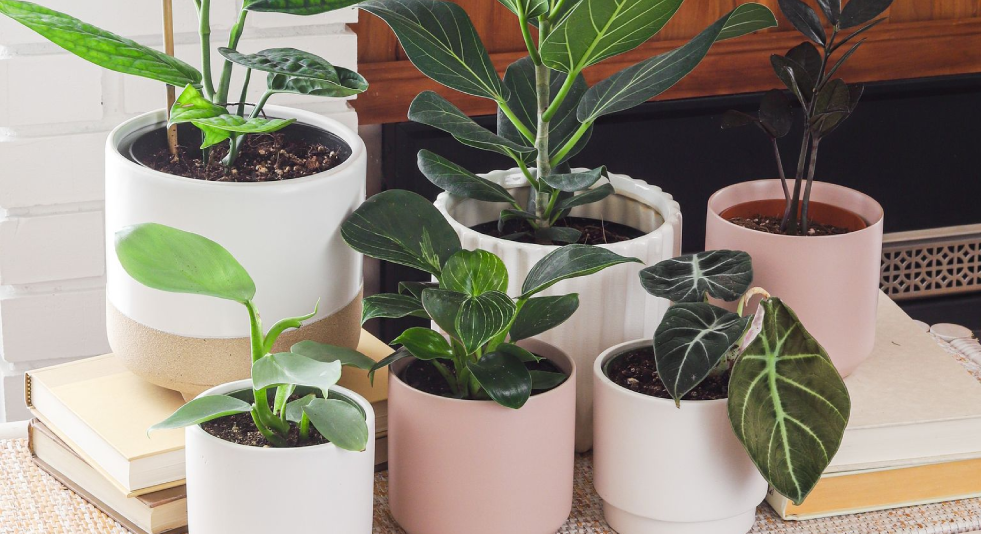 A Plant For Every Room